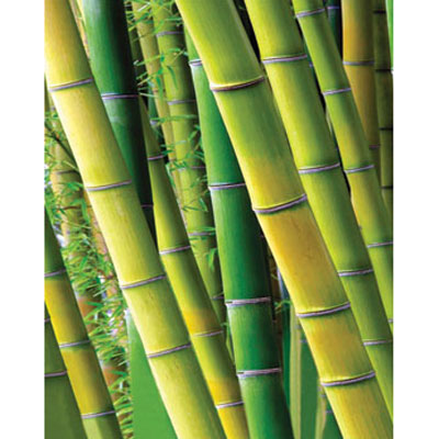 Пакет подарочный "Бамбук", 26 см x 33 см x 13 см бамбук Изготовитель: Китай Артикул: 16109 инфо 579i.